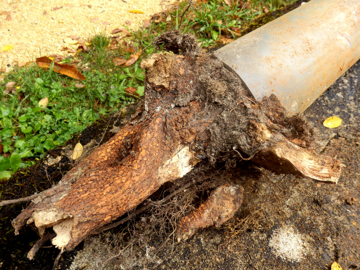 sewer line failure caused by tree root intrusion